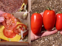 Video: YouTuber Tried Growing Tomato From McDonald's Burger. It Actually Worked
