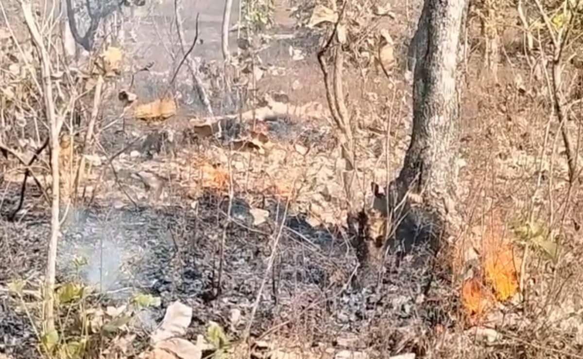 सीहोर के जंगलों में आग का तांडव, अनदेखी से सुलग रहे बेशकीमती सागौन के जंगल, वन्यप्राणियों पर मंडरा रहा खतरा