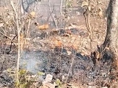 सीहोर के जंगलों में आग का तांडव, अनदेखी से सुलग रहे बेशकीमती सागौन के जंगल, वन्यप्राणियों पर मंडरा रहा खतरा