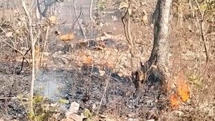 सीहोर के जंगलों में आग का तांडव, अनदेखी से सुलग रहे बेशकीमती सागौन के जंगल, वन्यप्राणियों पर मंडरा रहा खतरा