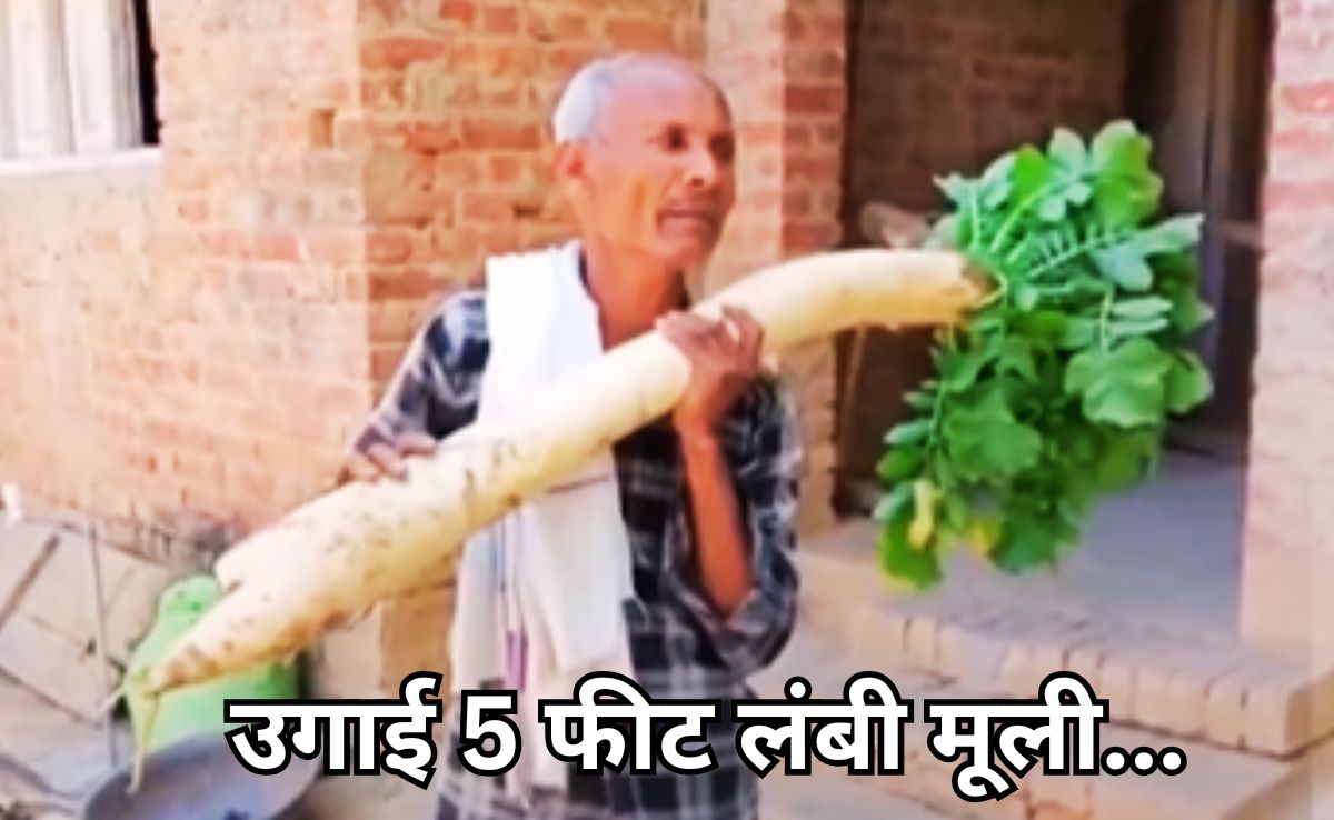 VIDEO: कमाल का किसान,  5 फीट लंबी मूली उगा कर चौंकाया, देखें वायरल वीडियो