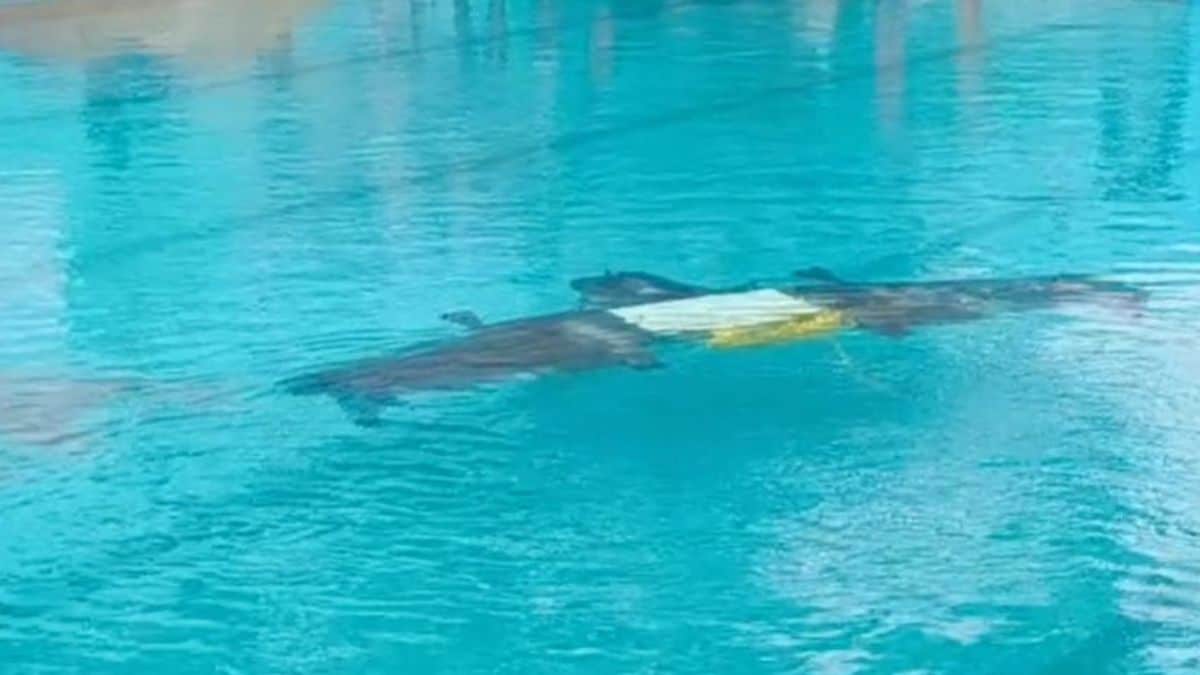 Latest and Breaking News on NDTV