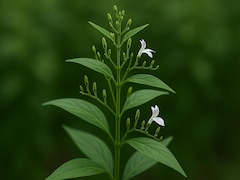 Kaalmegh Ke Fayde: कड़वी लेकिन असरदार है यह जड़ी-बूटी, आयुर्वेद में मानी जाती है अमृत
