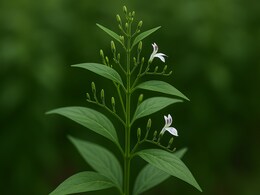 Kaalmegh Ke Fayde: कड़वी लेकिन असरदार है यह जड़ी-बूटी, आयुर्वेद में मानी जाती है अमृत