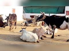 UP में डेयरी खोलने का सुनहरा मौका! सरकार दे रही 50% तक सब्सिडी, जानें कैसे कर सकते हैं आवेदन