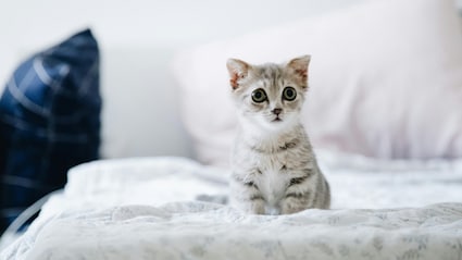 बिल्ली को खाना खिलाकर कमा लिए 20 लाख रुपये! चीन के शख्स की कमाई ने चौंकाया, जानिए कैसे