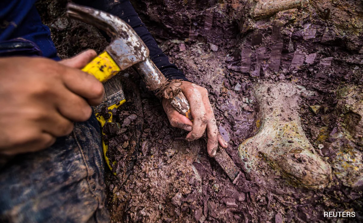 Dinosaur Fossils In Brazil Reveal New Giant Species