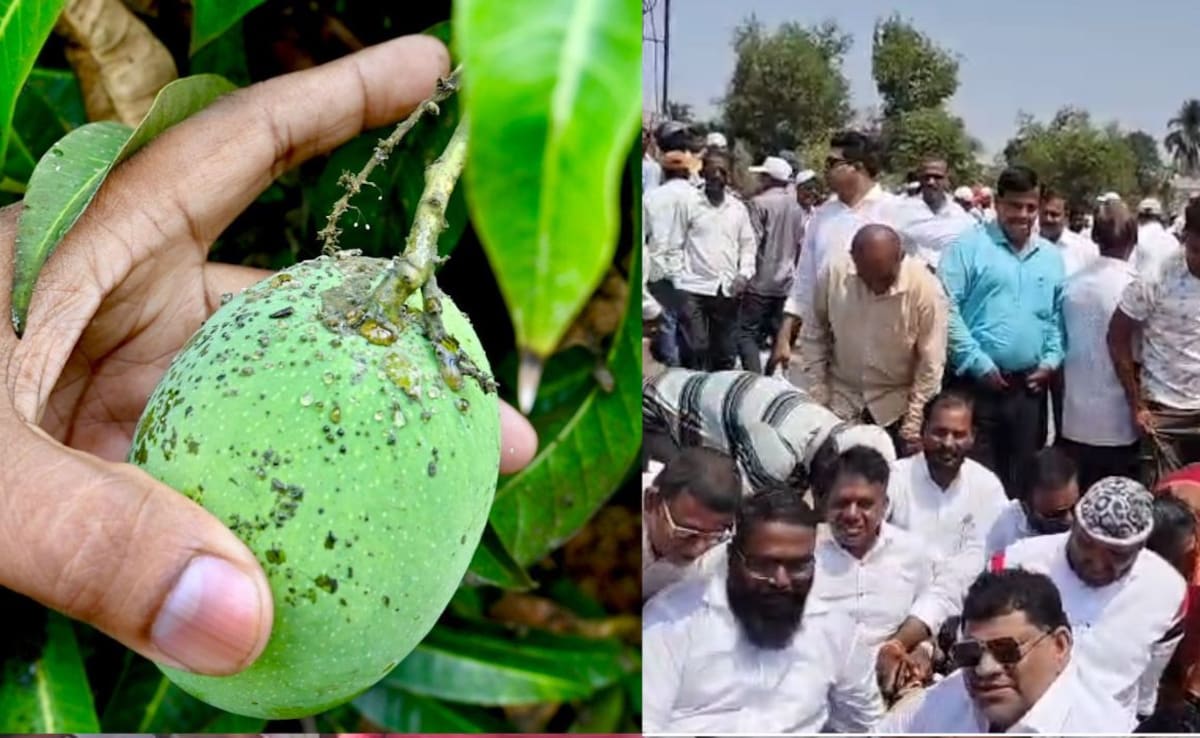 80 फीसदी बर्बाद हुई कोंकण के मशहूर हापूस आम का फसल, मुआवजे को लेकर किसानों ने मुंबई-गोवा हाईवे पर किया चक्काजाम