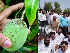 80 फीसदी बर्बाद हुई कोंकण के मशहूर हापूस आम का फसल, मुआवजे को लेकर किसानों ने मुंबई-गोवा हाईवे पर किया चक्काजाम