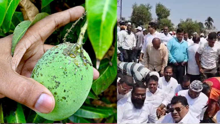 80 फीसदी बर्बाद हुई कोंकण के मशहूर हापूस आम का&nbsp;फसल, मुआवजे को लेकर किसानों ने मुंबई-गोवा हाईवे पर किया चक्काजाम