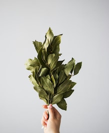 Some Surprising Uses Of Bay Leaves