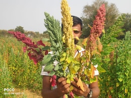 Rajasthan: जालोर के किसान का किनोवा मॉडल 15 देशों तक पहुंचा, सालाना 20 करोड़ का कारोबार