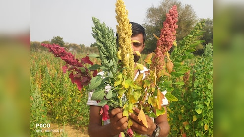 Rajasthan: जालोर के किसान का किनोवा मॉडल 15 देशों तक पहुंचा, सालाना 20 करोड़ का कारोबार