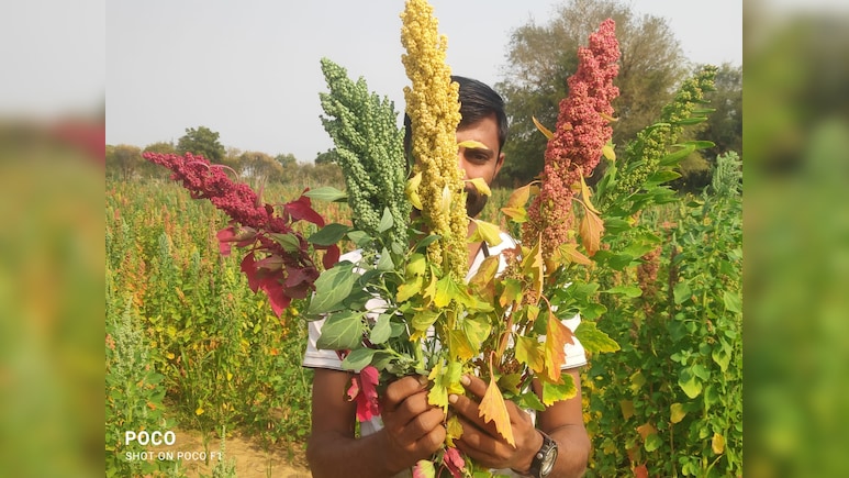 Rajasthan: जालोर के किसान का किनोवा मॉडल 15 देशों तक पहुंचा, सालाना 20 करोड़ का कारोबार