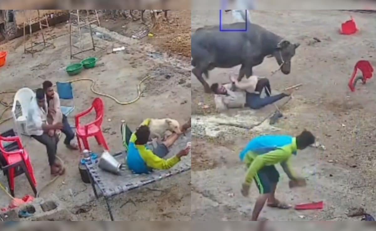 VIDEO: किसी की गर्दन दबोची, किसी का पैरा काटा, इंदौर में खूंखार कुत्ते का खतरनाक हमला