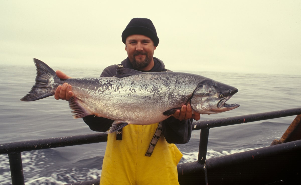 Cocaine Unlocks 'Wanderlust' Spirit In Salmon, Study Finds