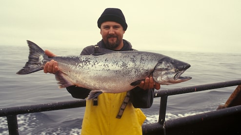 Cocaine Unlocks 'Wanderlust' Spirit In Salmon, Study Finds