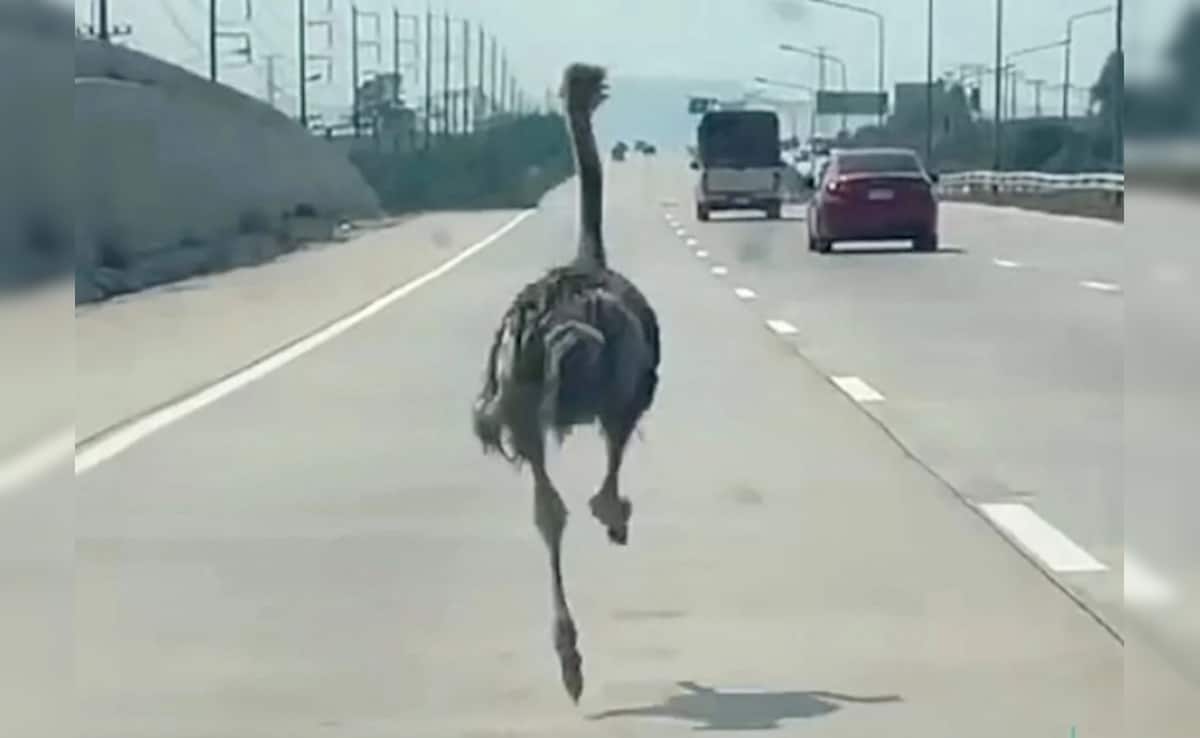 হাইওয়েতে উটপাখি ঝাঁপিয়ে পড়ল… যানজটে আটকে থাকা লোকজন দেখে হতবাক!