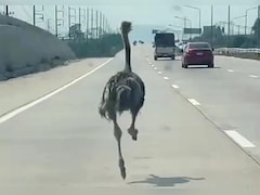 हाईवे पर सरपट दौड़ा शुतुरमुर्ग...देख ट्रैफिक जाम में फंसे लोगों के उड़े होश!