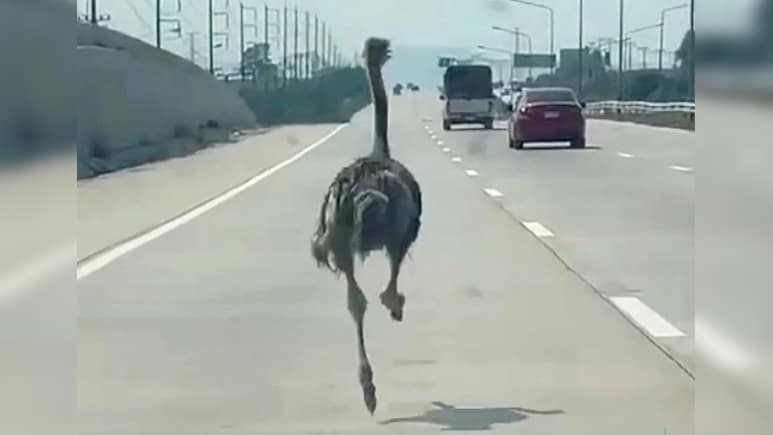 हाईवे पर सरपट दौड़ा शुतुरमुर्ग...देख ट्रैफिक जाम में फंसे लोगों के उड़े होश!