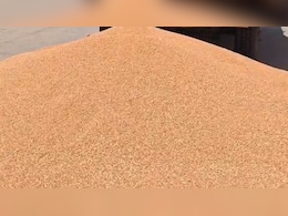 बीकानेर में गेहूं ने किसानों को रूलाया,  एक महीने बाद भी खरीद ठप; कौड़ियों के दाम फसल बेचने को मजबूर