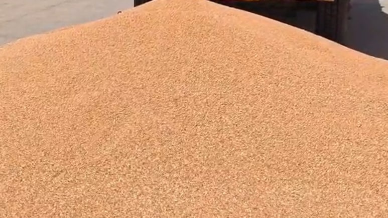 बीकानेर में गेहूं ने किसानों को रूलाया,  एक महीने बाद भी खरीद ठप; कौड़ियों के दाम फसल बेचने को मजबूर