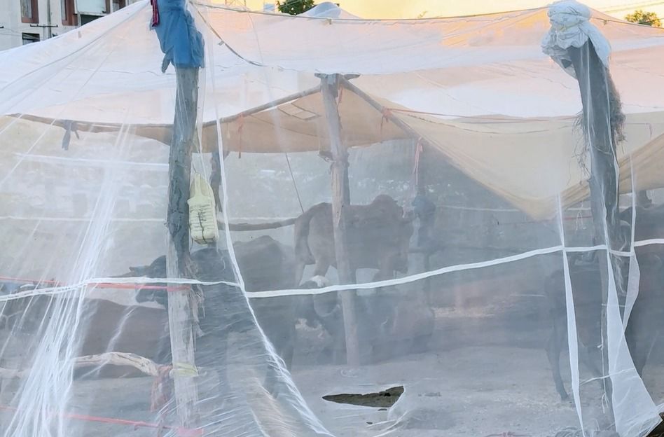 गुजरात का वो गांव जहां मच्छरों के कारण नहीं हो रही शादियां, पशुओं के लिए भी लगती है मच्छरदानी