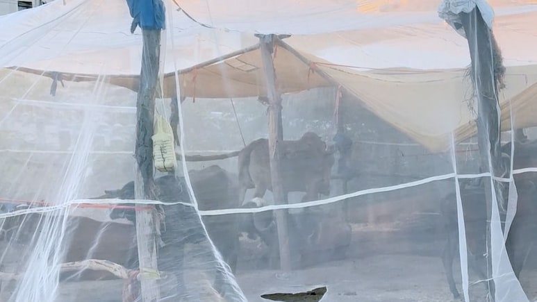 राजकोट के इस गांव में मच्छर रोक रहे शादी, पशुओं के लिए भी लगती है मच्छरदानी