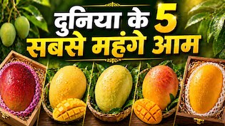 3000 का एक आम, दुनिया के 5 सबसे महंगे आम, जिनकी कीमत सुनकर रह जाएंगे हैरान, स्वाद ऐसा कि भूल जाएंगे हर फल
