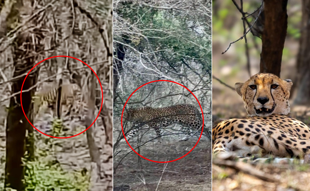 In Rare Sight, Tiger, Leopard, Cheetah Spotted Together In Ranthambore