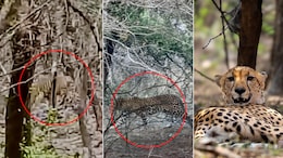 Tiger, Leopard, Cheetah Seen Together In Rare Ranthambore Moment