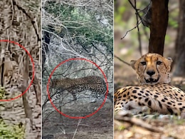 Tiger, Leopard, Cheetah Seen Together In Rare Ranthambore Moment