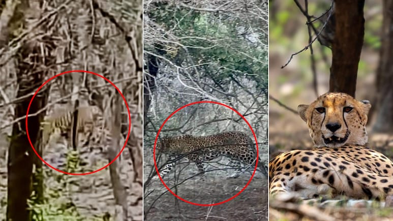 Tiger, Leopard, Cheetah Seen Together In Rare Ranthambore Moment