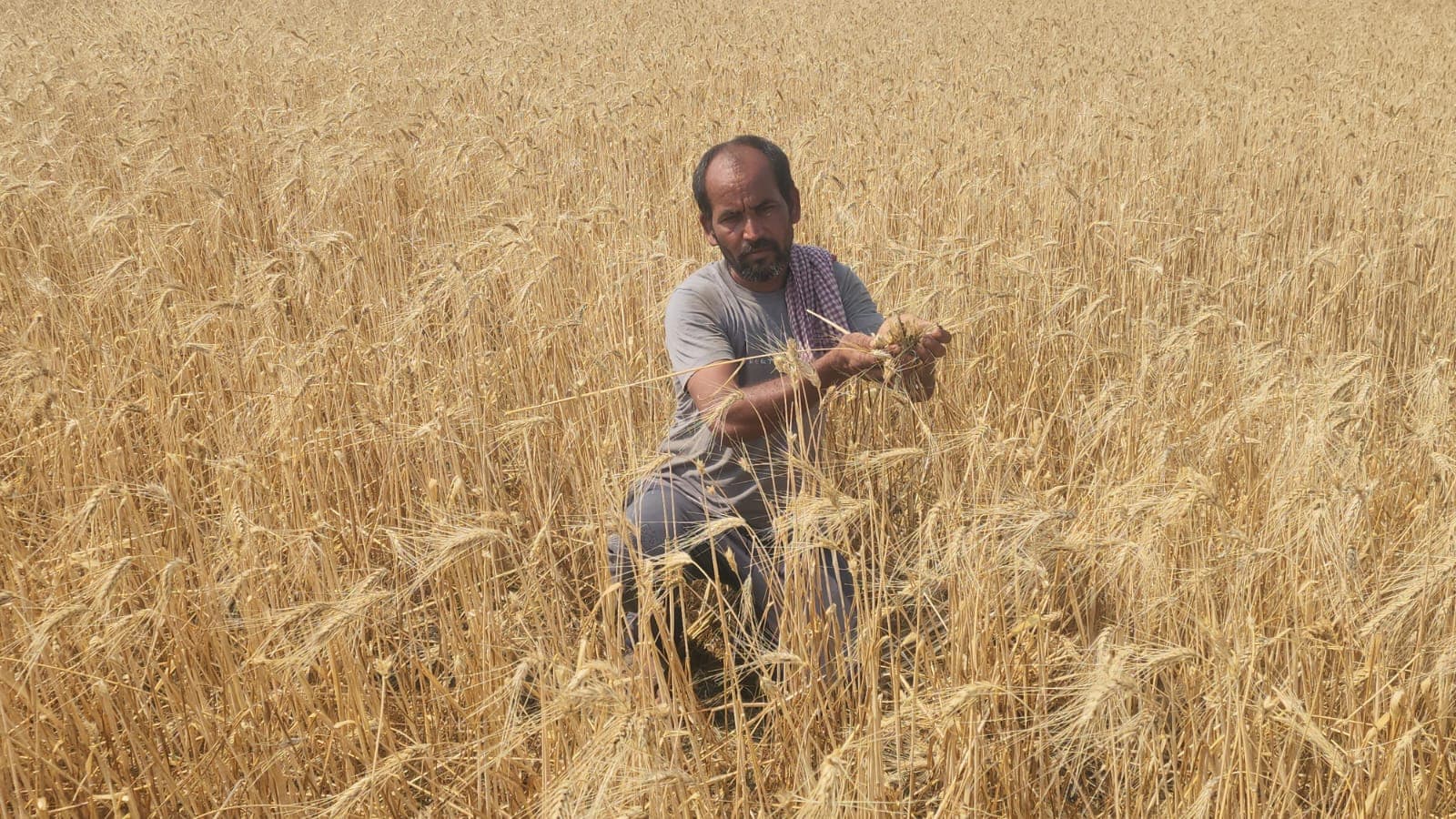 MP weather hailstorm destroys wheat crops vidisha farmers loss MP weather hailstorm destroys wheat crops vidisha farmers loss