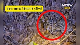 Video: उंदरासारखे दिसणारे हरीण! दुर्मीळ प्रजातीचे हरीण मालवणच्या जंगलात, पाहा जबरदस्त Video