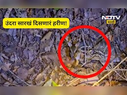 Video: उंदरासारखे दिसणारे हरीण! दुर्मीळ प्रजातीचे हरीण मालवणच्या जंगलात, पाहा जबरदस्त Video