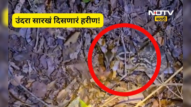 Video: उंदरासारखे दिसणारे हरीण! दुर्मीळ प्रजातीचे हरीण मालवणच्या जंगलात, पाहा जबरदस्त Video