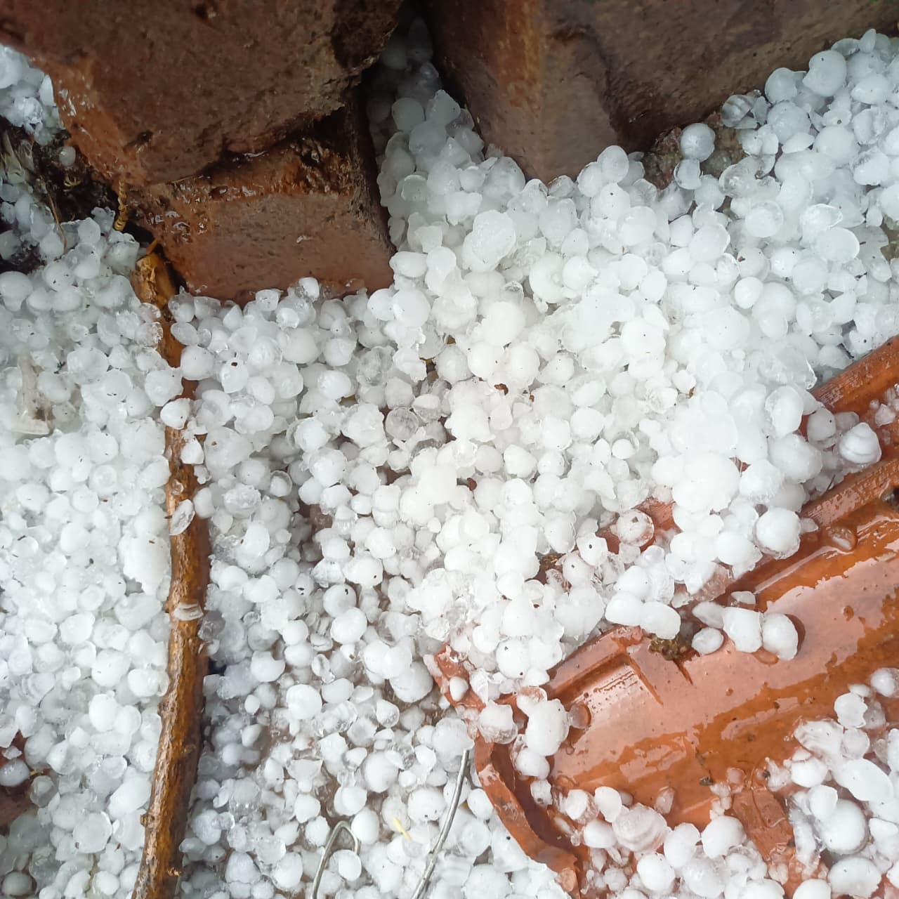 MP weather hailstorm destroys wheat crops vidisha farmers loss MP weather hailstorm destroys wheat crops vidisha farmers loss