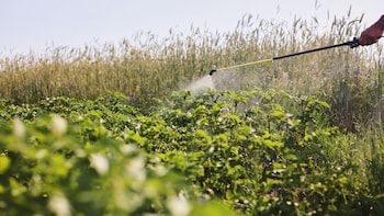 Odisha Govt Cancels Licenses Of 96 Fertiliser Dealers, Suspends 170 For Unfair Practices