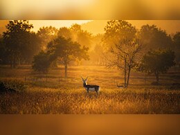 मन की बात: PM ने छत्तीसगढ़ में काले हिरण संरक्षण प्रयासों की सराहना कर बढ़ाया प्रदेश का मान -CM साय