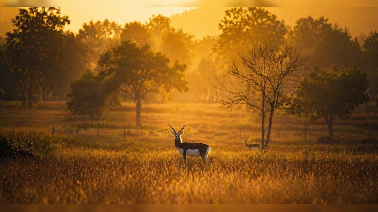 मन की बात: PM ने छत्तीसगढ़ में काले हिरण संरक्षण प्रयासों की सराहना कर बढ़ाया प्रदेश का मान -CM साय