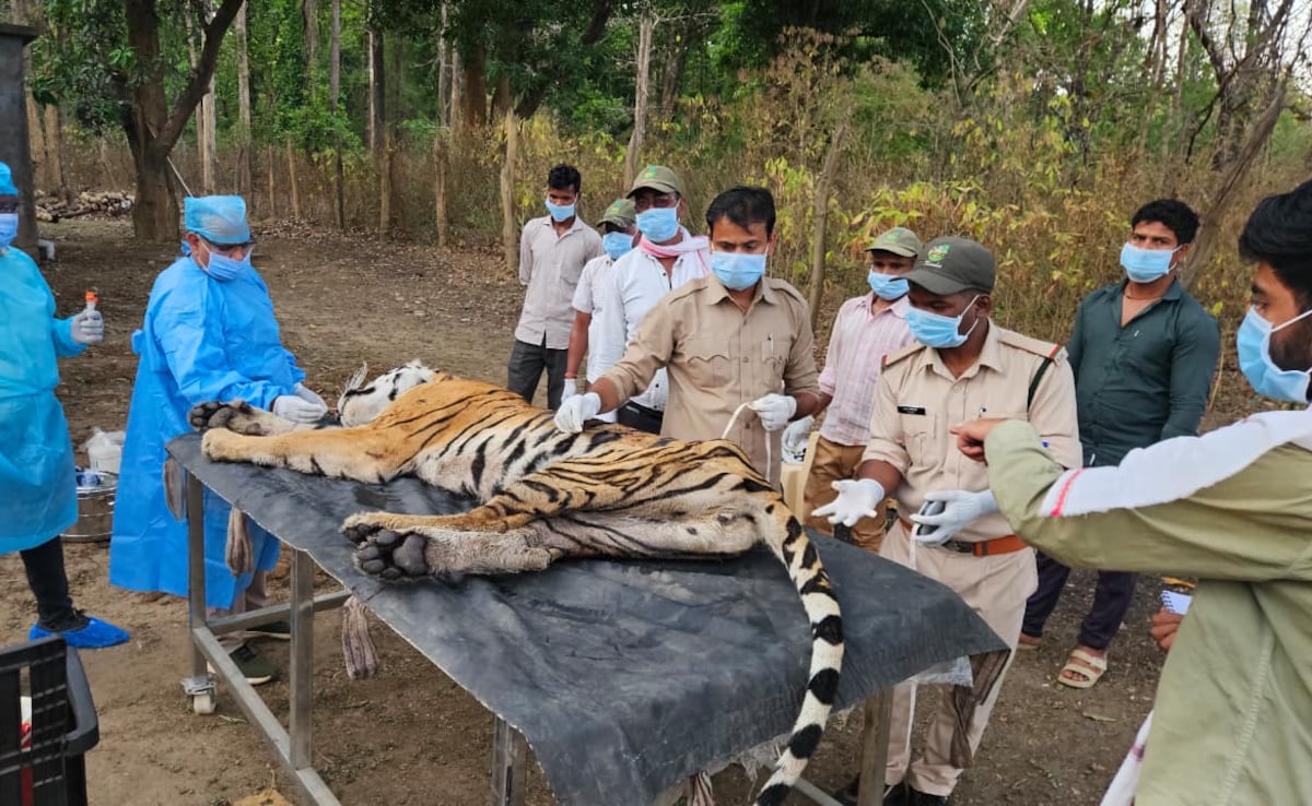 5 Tigers Dead In 9 Days At Madhya Pradesh's Kanha, Deadly Virus Suspected