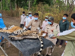 5 Tigers Dead In 9 Days At Madhya Pradesh's Kanha, Deadly Virus Suspected