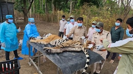 5 Tigers Dead In 9 Days At Madhya Pradesh's Kanha, Deadly Virus Suspected