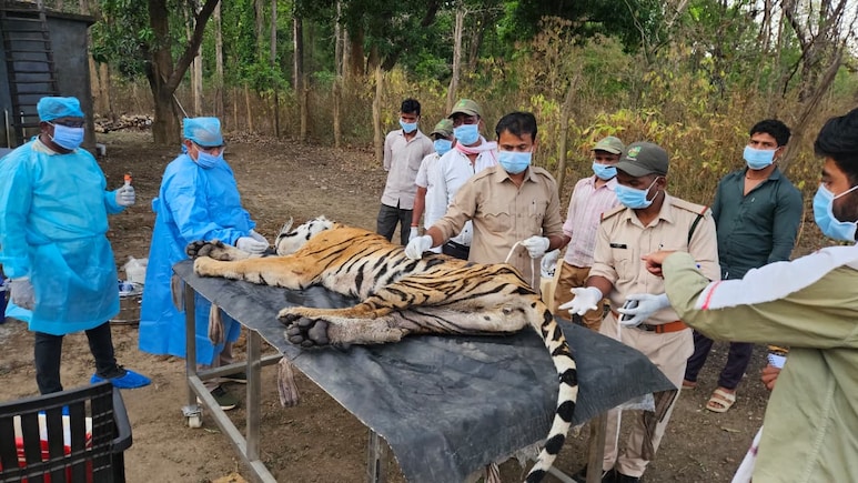 5 Tigers Dead In 9 Days At Madhya Pradesh's Kanha, Deadly Virus Suspected