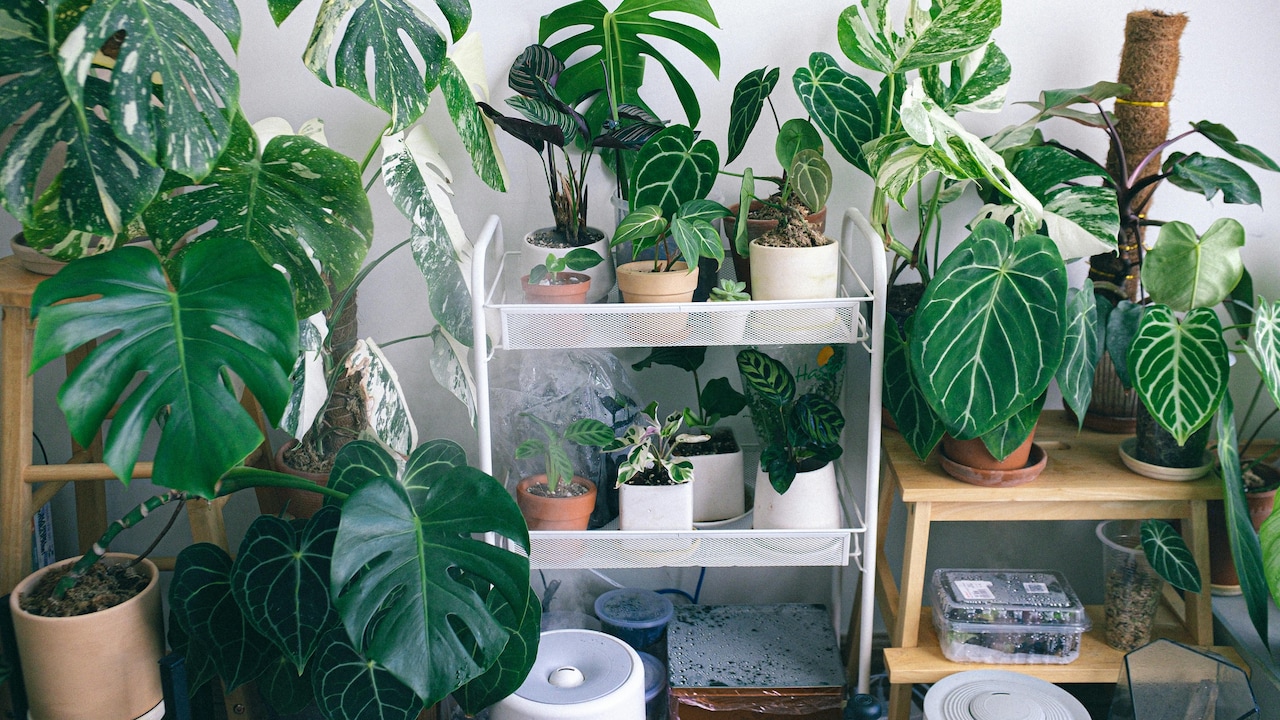 start your indoor gardening journey with these easy-to-maintain plants