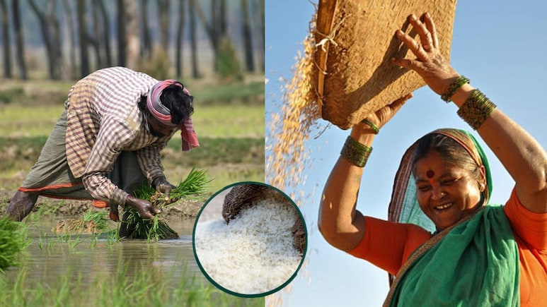 अब पूरी दुनिया खाएगी भारत का चावल, चीन को पछाड़कर हम बने 'राइस किंग', किसानों की बल्ले-बल्ले