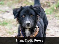 Woman Quits Job, Fights 3-Year Legal Battle After Pet Dog Poisoned By Neighbour