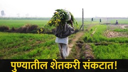 Pune News : पुणे जिल्ह्यातील शेतकऱ्यांची चिंता वाढवणारी बातमी, 'या' पिकांचं होणार मोठं नुकसान, कारण काय?