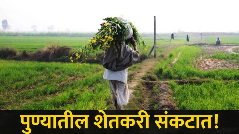 Pune News : पुणे जिल्ह्यातील शेतकऱ्यांची चिंता वाढवणारी बातमी, 'या' पिकांचं होणार मोठं नुकसान, कारण काय?
